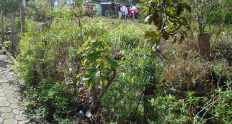 FOTO 001 (002)